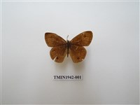 藏品(密紋波眼蝶)的圖片